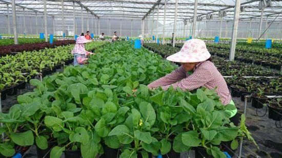 蔬菜生产管理系统
