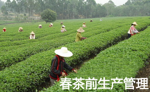 春茶前生产管理