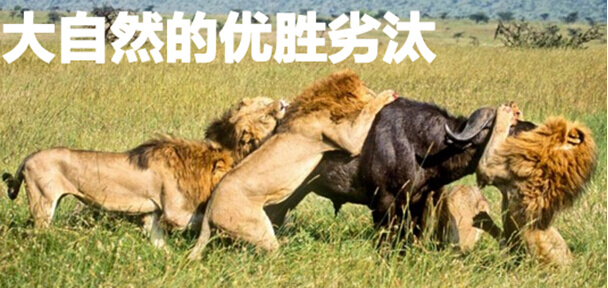 优胜劣汰