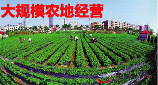 大规模农地经营