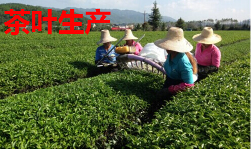 茶叶生产