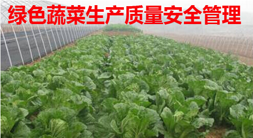 绿色蔬菜生产质量安全管理
