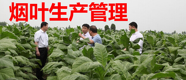烟叶生产管理