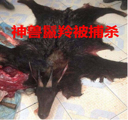 神兽鬣羚被捕杀