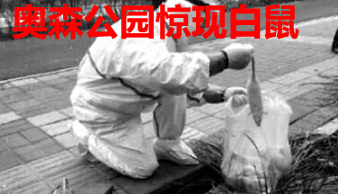 奥森公园惊现白鼠