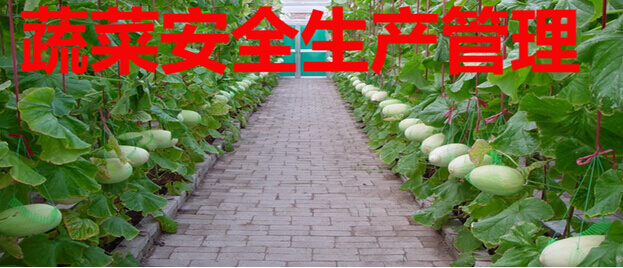 蔬菜安全生产管理