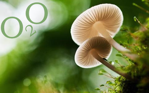 O2O模式网站