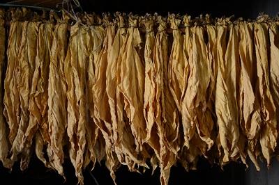 河南出台烟叶生产补贴管理规范